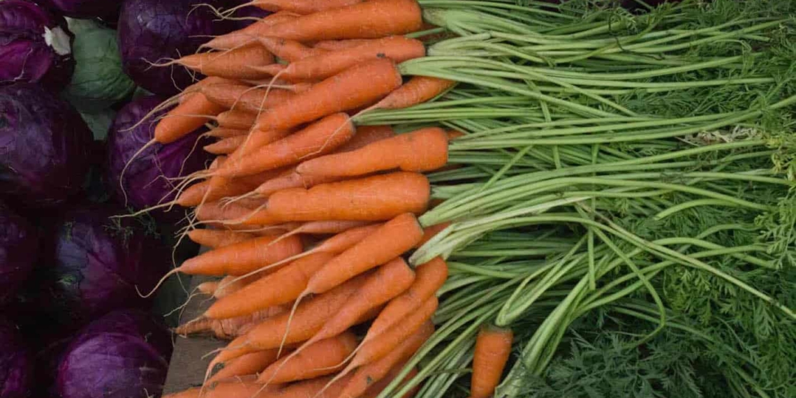 The edible leaves of vegetables like carrots and beetroot are flavourful and healthy foods I their own right. Photo: Chidambara Kumar/Food For Mzansi