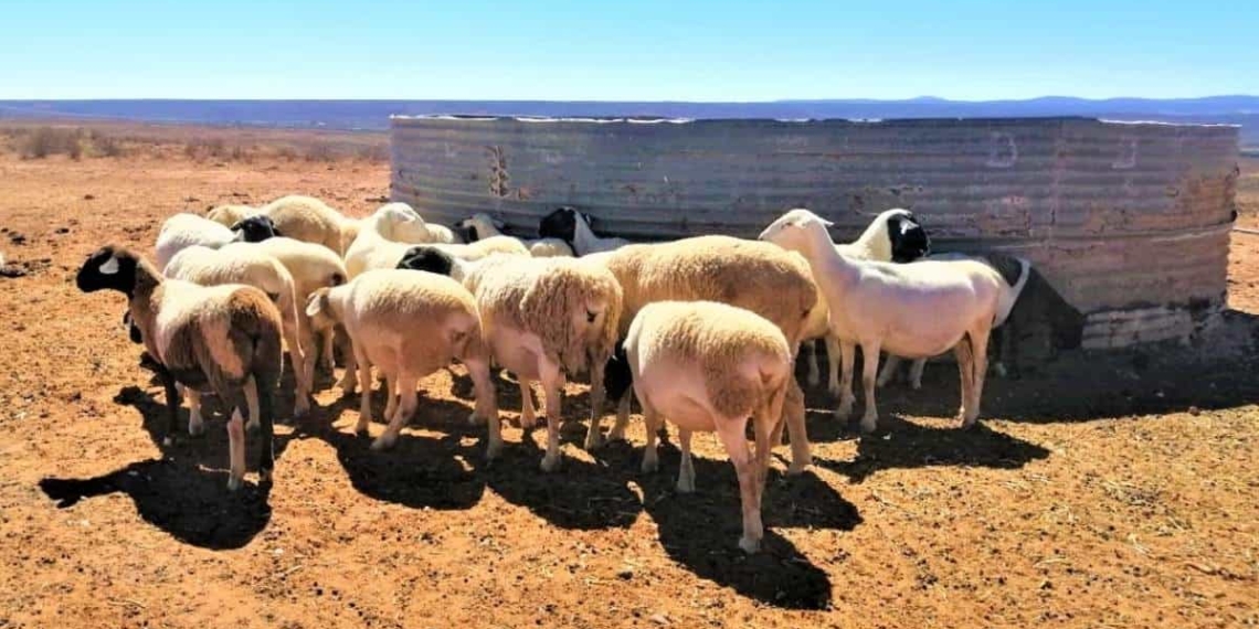 The Western Cape department of agriculture distributed fodder to extremely drought-stricken areas, including parts of the Central Karoo and Garden Route. Photo: Supplied/Food For Mzansi