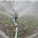Gauteng farmers forced to make peace with water shedding