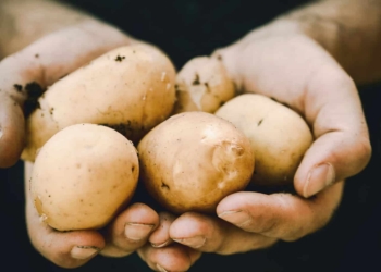 Potatoes under the spotlights: Potatoes South Africa saw its inaugural state of the potato industry address unfold this week. The event is set to be held annually and aims to celebrate victories in the sector and address issues faced. Photo: Supplied/ Food For Mzansi