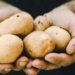 Potatoes under the spotlights: Potatoes South Africa saw its inaugural state of the potato industry address unfold this week. The event is set to be held annually and aims to celebrate victories in the sector and address issues faced. Photo: Supplied/ Food For Mzansi