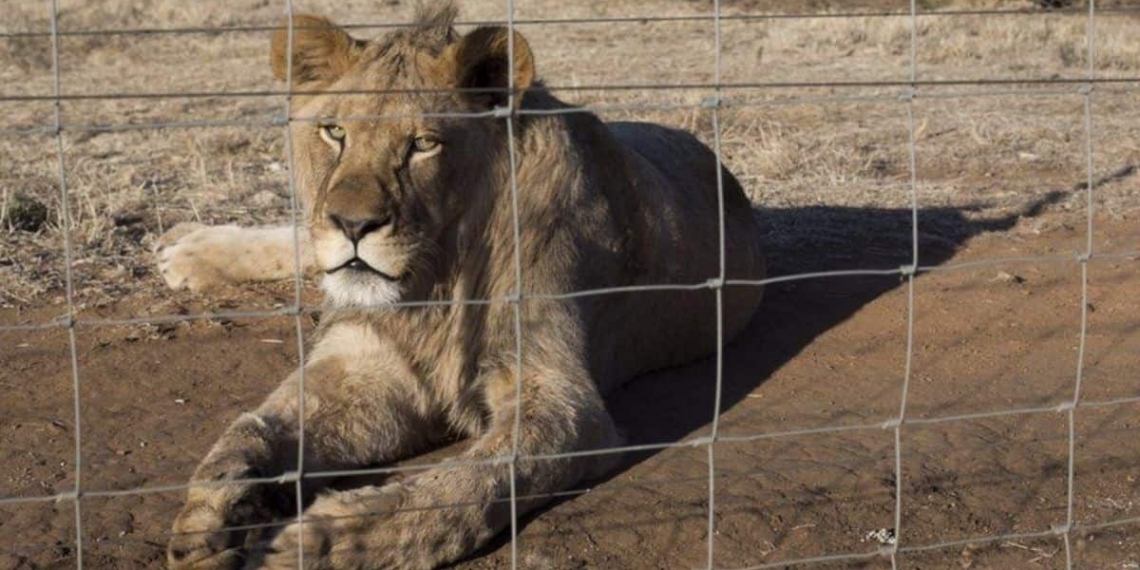 SA Hunters welcomed a high-level report which effectively brings an end to lion farming, captive lion hunting and cub-petting in South Africa. Photo: Supplied/Food For Mzansi