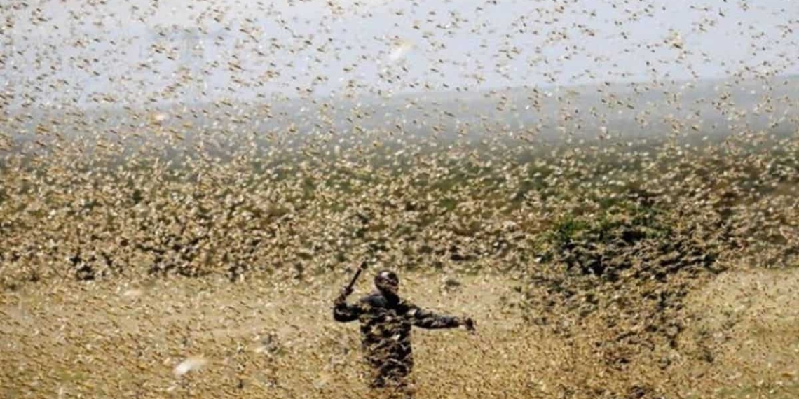 Some northern regions of the country are currently experiencing an outbreak of brown locusts. Photo: Supplied/Food For Mzansi