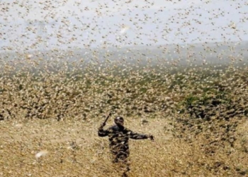 Some northern regions of the country are currently experiencing an outbreak of brown locusts. Photo: Supplied/Food For Mzansi