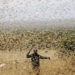 Some northern regions of the country are currently experiencing an outbreak of brown locusts. Photo: Supplied/Food For Mzansi
