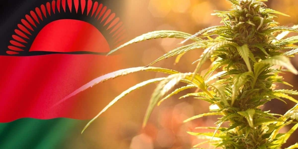 With tobacco being a stain on Malawi’s otherwise booming agricultural sector, the country is now looking to cannabis cultivation. Photo: Supplied/Food For Mzansi