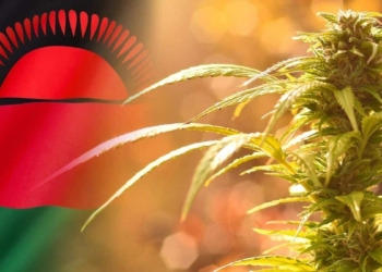 With tobacco being a stain on Malawi’s otherwise booming agricultural sector, the country is now looking to cannabis cultivation. Photo: Supplied/Food For Mzansi