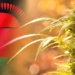 With tobacco being a stain on Malawi’s otherwise booming agricultural sector, the country is now looking to cannabis cultivation. Photo: Supplied/Food For Mzansi