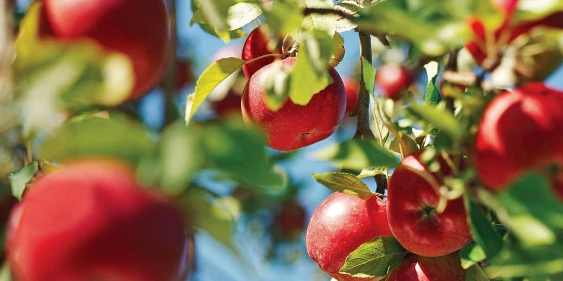 The Agricultural Research Council announced a partnership with the Deciduous Fruit Development Chamber. Photo: Supplied/Food For Mzansi