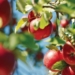 The Agricultural Research Council announced a partnership with the Deciduous Fruit Development Chamber. Photo: Supplied/Food For Mzansi