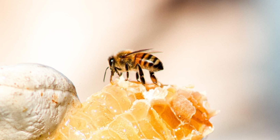The United Nations has declared 20 May as World Bee Day. It acknowledges the role of bees and other pollinators for the ecosystem. Photo: Supplied/Food For Mzansi