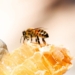 The United Nations has declared 20 May as World Bee Day. It acknowledges the role of bees and other pollinators for the ecosystem. Photo: Supplied/Food For Mzansi