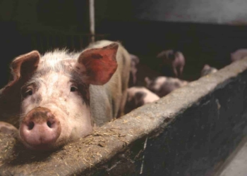 Government wants to introduce regulations to reduce boar taint in pork meat. However, local pork producers are adamant new regulations are not necessary. Photo: Supplied/Food For Mzansi