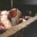 Government wants to introduce regulations to reduce boar taint in pork meat. However, local pork producers are adamant new regulations are not necessary. Photo: Supplied/Food For Mzansi