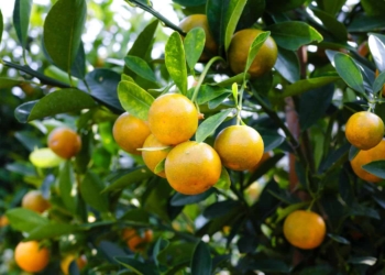 Logistics and shipping are set to be serious impediments in for citrus exporters in 2022. Photo: Supplied/Food For Mzansi