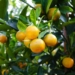 Logistics and shipping are set to be serious impediments in for citrus exporters in 2022. Photo: Supplied/Food For Mzansi