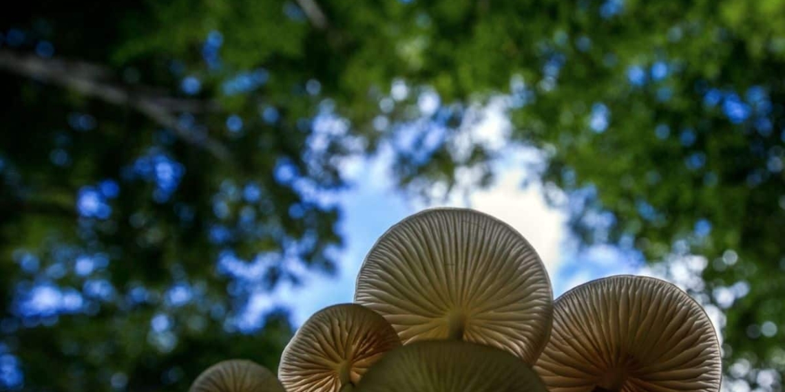 The vast mushroom kingdom could play an important role in tackling the planets's problem with plastic, believe researchers. Photo: Supplied/Food For Mzansi