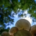 The vast mushroom kingdom could play an important role in tackling the planets's problem with plastic, believe researchers. Photo: Supplied/Food For Mzansi