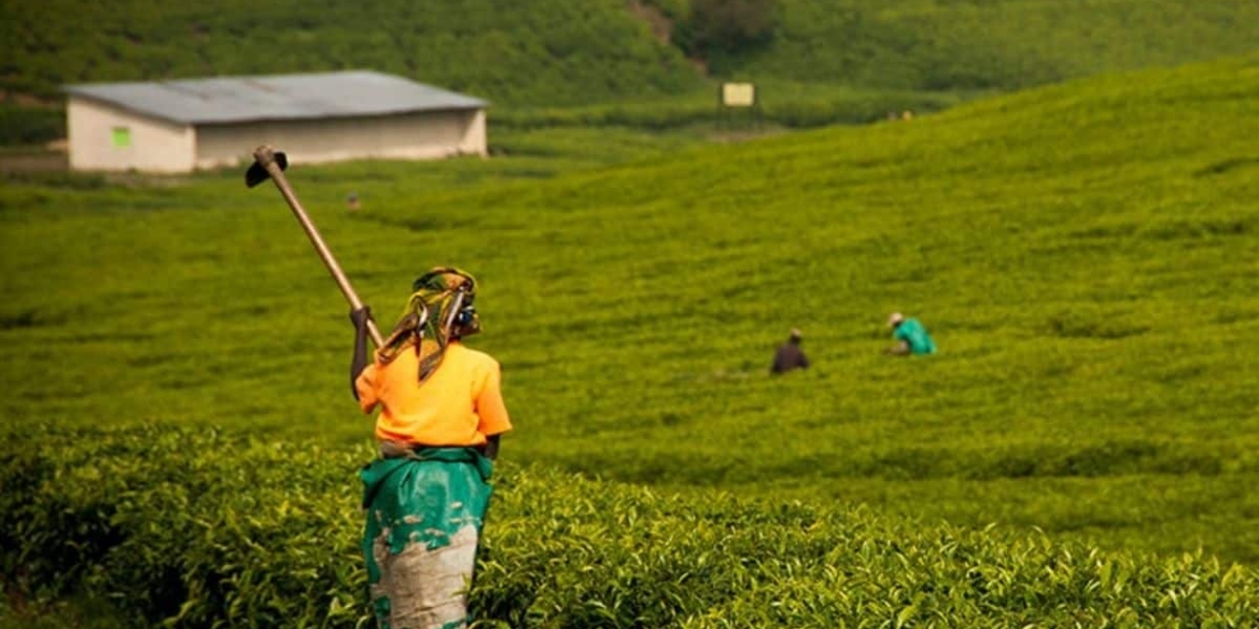 Sub-Saharan Africa has the highest export and second highest import costs in the world, argues Antonie Delport, the head of Syngenta South Africa. Photo: Radka Stankova/Shutterstock