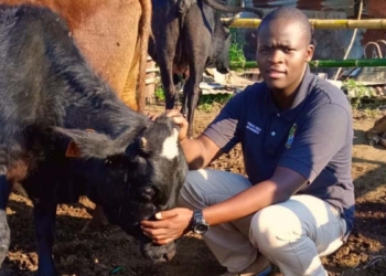 When feeding cattle in winter, communal farmer Thabo Cele uses a high-quality Voermol supplement to help fill the energy gap while helping his cows get the most out of existing forage. Photo: Supplied/Food For Mzansi