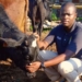 When feeding cattle in winter, communal farmer Thabo Cele uses a high-quality Voermol supplement to help fill the energy gap while helping his cows get the most out of existing forage. Photo: Supplied/Food For Mzansi