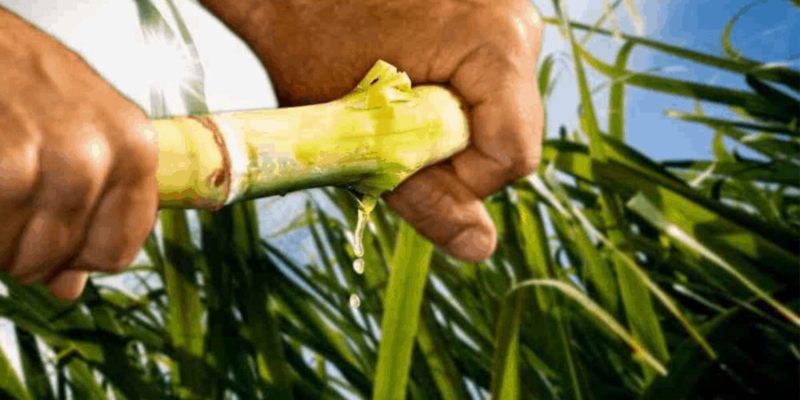 Sugar cane-fueled airliners could be a major opportunity for the sugar industry. Photo: Supplied/Food For Mzansi