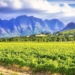Vinpro says that the slower growth of this year's grape vine harvest has resulted in a large yield. Photo: Supplied/Food For Mzansi