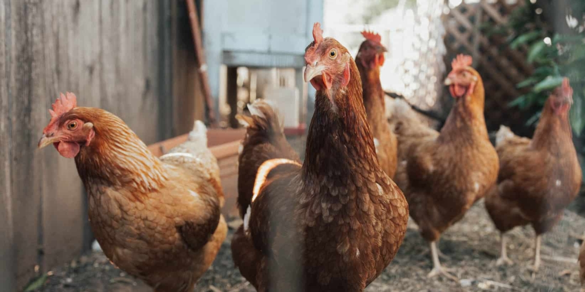 Hong Kong has announced the temporary suspension of poultry and its products from certain regions of Mzansi. Photo: Supplied/Unsplash