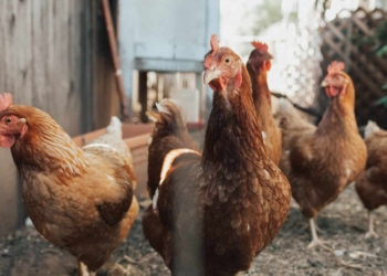 Hong Kong has announced the temporary suspension of poultry and its products from certain regions of Mzansi. Photo: Supplied/Unsplash