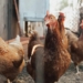 Hong Kong has announced the temporary suspension of poultry and its products from certain regions of Mzansi. Photo: Supplied/Unsplash