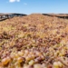 raisins industry