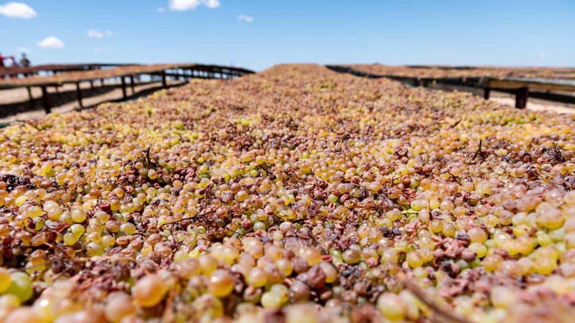 Covid-19, rains cost N. Cape raisin industry R500 million - Vimarsana News