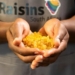 Despite let-downs in the previous raisin season, the industry remains is optimistic about its global positioning. Photo: Supplied/Raisins SA
