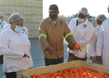 Eastern Cape MEC for rural development and agrarian reform Nonkqubela Pieters is on a mission to develop citrus producers in the province. Photo: Supplied/Food For Mzansi