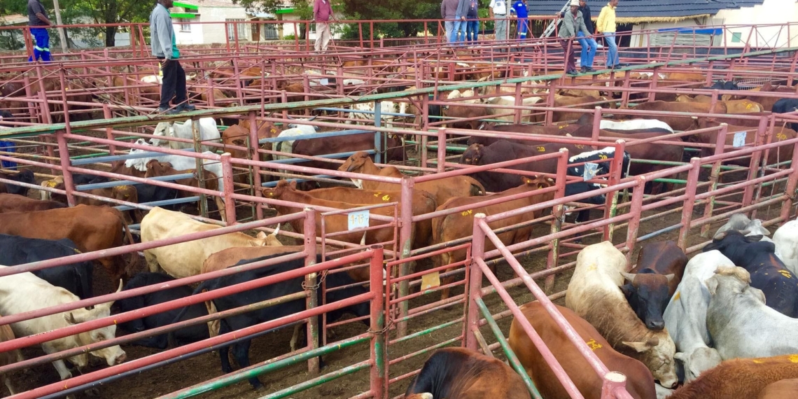 A lot can go wrong at a livestock auction. Experts share advice on navigating livestock auctions in Mzansi. Lebohang Bucibo/Flickr