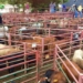 A lot can go wrong at a livestock auction. Experts share advice on navigating livestock auctions in Mzansi. Lebohang Bucibo/Flickr