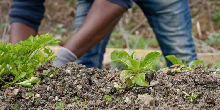 'Recognise black farmers' contribution to economy' - Food For Mzansi
