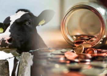 The State Capture commission made a range of recommendations to prevent corrupt projects like the Estina Vrede Dairy Farm project in future. Image: Food For Mzansi