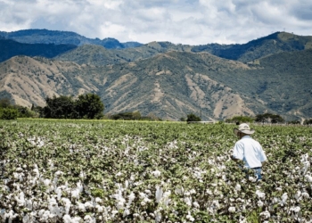 Cotton is a lucrative crop option if you want to get started in farming. But there are some things you need to know before you jump in. Photo: Supplied/Food For Mzansi