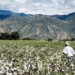 Cotton is a lucrative crop option if you want to get started in farming. But there are some things you need to know before you jump in. Photo: Supplied/Food For Mzansi
