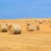 how to make good quality hay