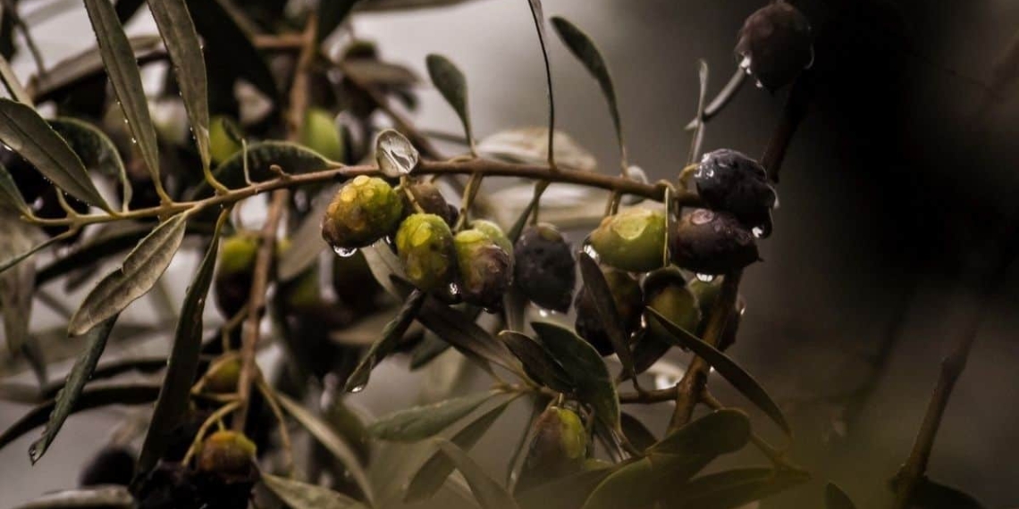 Olives are versatile little fruits. If you are wondering how to start farming with olives, look no further! Photo: Supplied/Food For Mzansi