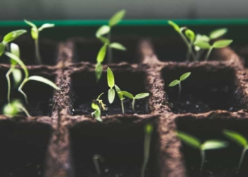 how to grow seedlings