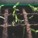how to grow seedlings