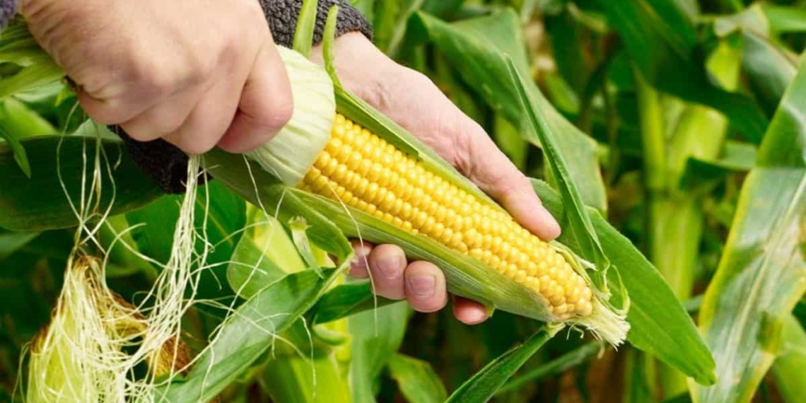 German agriculture minister Julia Kloeckner has welcomed the possibility of looser restrictions on genetically engineered crops as an “overdue modernisation” of EU policy. Photo: Supplied/Food For Mzansi