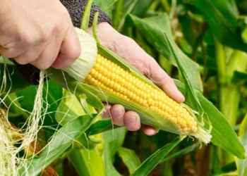 German agriculture minister Julia Kloeckner has welcomed the possibility of looser restrictions on genetically engineered crops as an “overdue modernisation” of EU policy. Photo: Supplied/Food For Mzansi