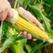 German agriculture minister Julia Kloeckner has welcomed the possibility of looser restrictions on genetically engineered crops as an “overdue modernisation” of EU policy. Photo: Supplied/Food For Mzansi