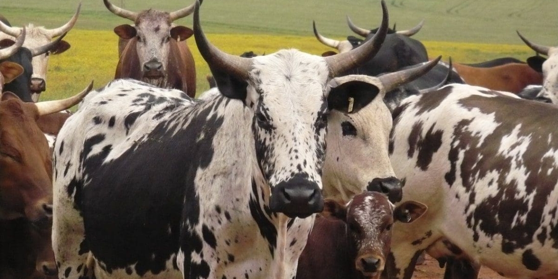 Free State Agriculture is concerned that the stock theft unit is not doing all it can to prevent the "economic sabotage" that it believes stems from the impact stealing livestock has on the province's agricultural sector. Photo: Supplied/Food For Mzansi