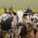 Free State Agriculture is concerned that the stock theft unit is not doing all it can to prevent the "economic sabotage" that it believes stems from the impact stealing livestock has on the province's agricultural sector. Photo: Supplied/Food For Mzansi
