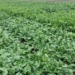 Fodder Radish